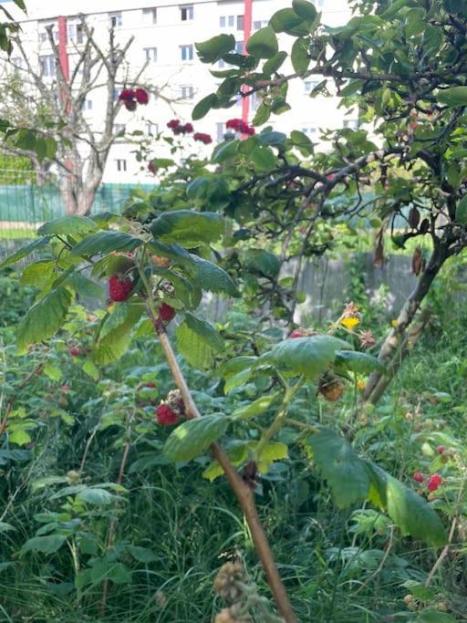 Maison Spacieuse Avec Jardin Et Salle De Sport Σαιν-Μπριέκ Εξωτερικό φωτογραφία